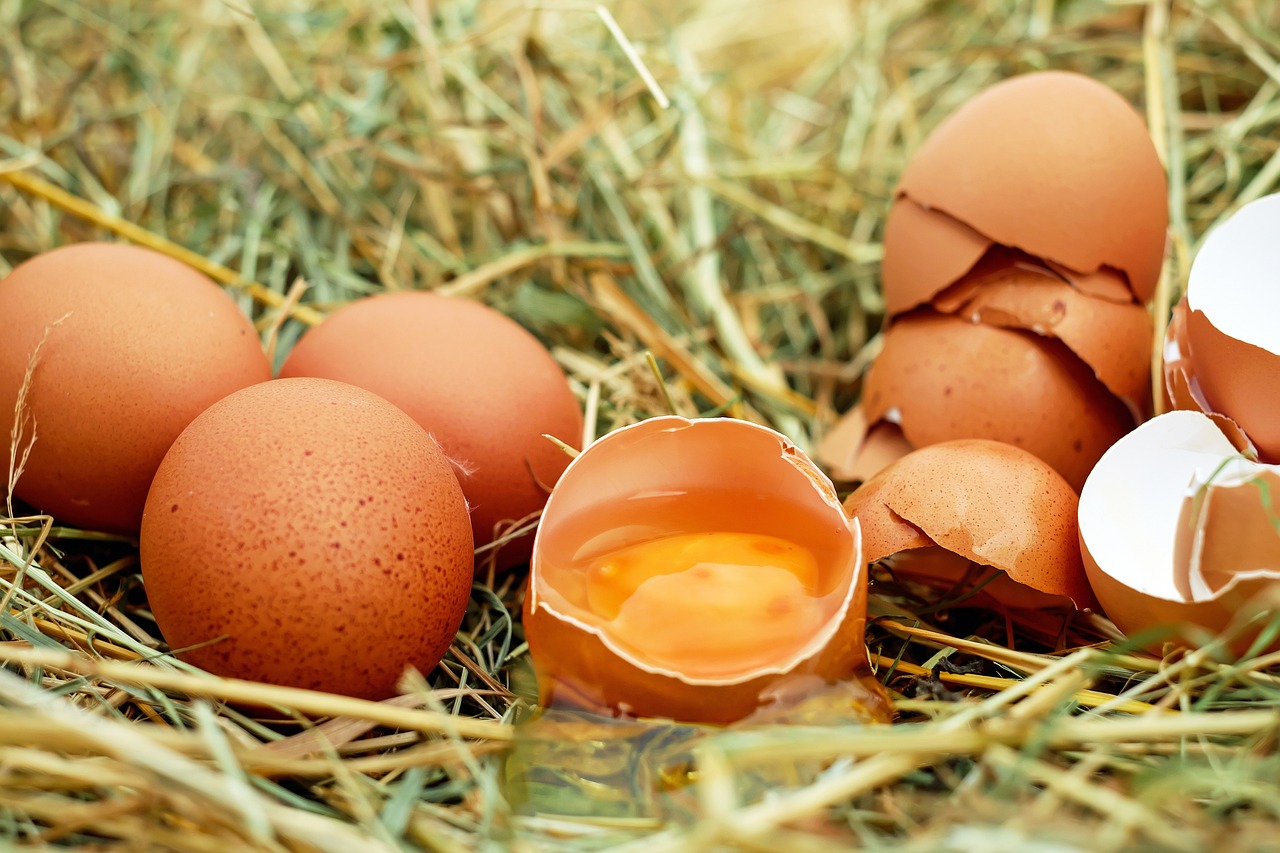 Oeufs-1