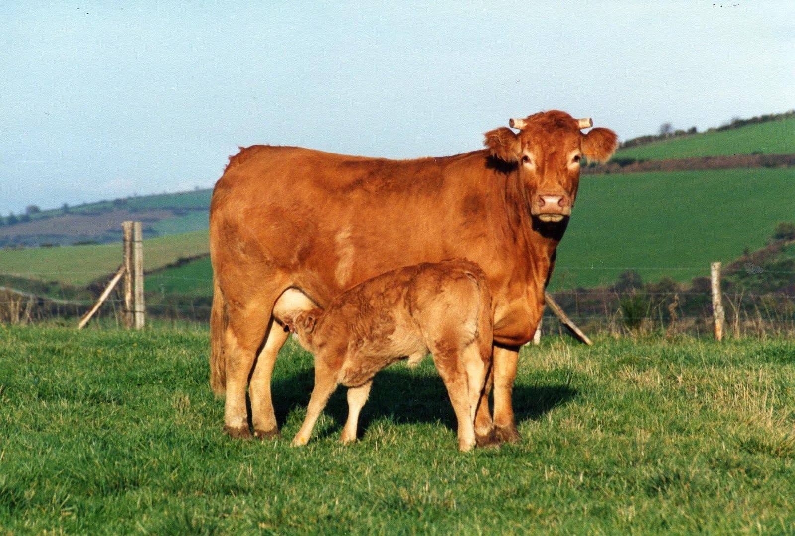 ferme-des-eglisires